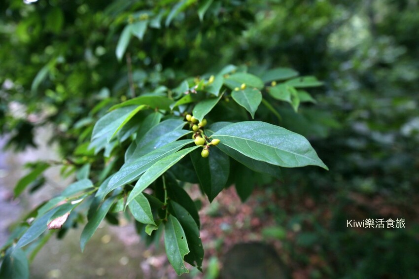 彰化二水豐柏廣場登廟步道｜觀光健行步道親近大自然近距離賞台灣獼猴