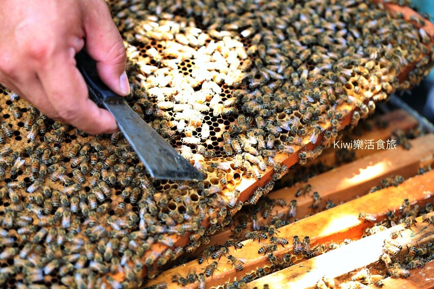 彰化二水景點日華養蜂場|百年歷史日華養蜂場純蜂蜜