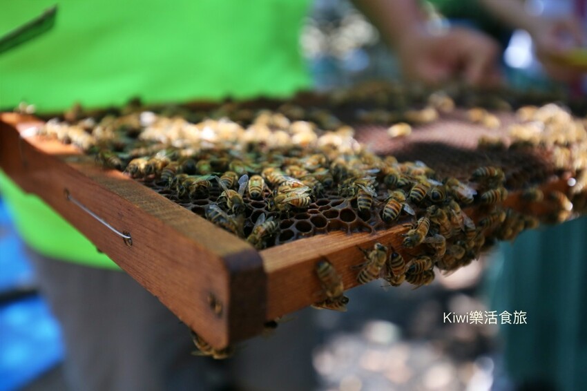 彰化二水景點日華養蜂場|百年歷史日華養蜂場純蜂蜜
