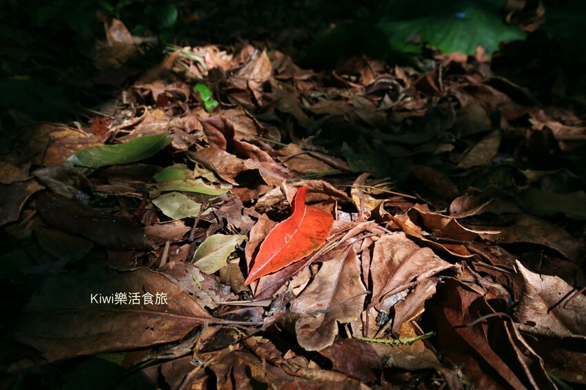 彰化二水豐柏廣場登廟步道｜觀光健行步道親近大自然近距離賞台灣獼猴