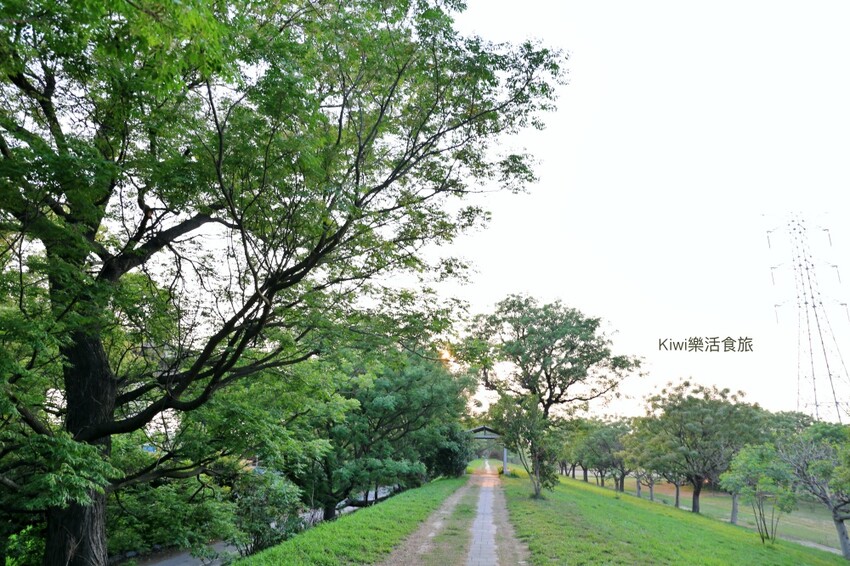 彰化景點大肚溪棒壘球場苦楝樹步道|紫色雪花般的美景.親子運動最佳去處