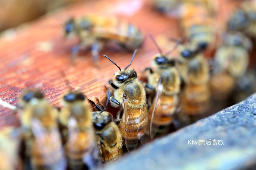 彰化二水景點日華養蜂場|百年歷史日華養蜂場純蜂蜜