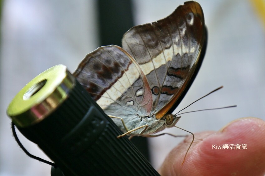 彰化二水豐柏廣場登廟步道｜觀光健行步道親近大自然近距離賞台灣獼猴