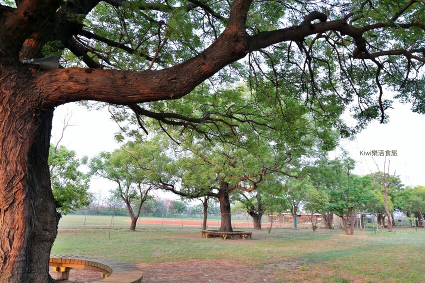 彰化景點大肚溪棒壘球場苦楝樹步道|紫色雪花般的美景.親子運動最佳去處