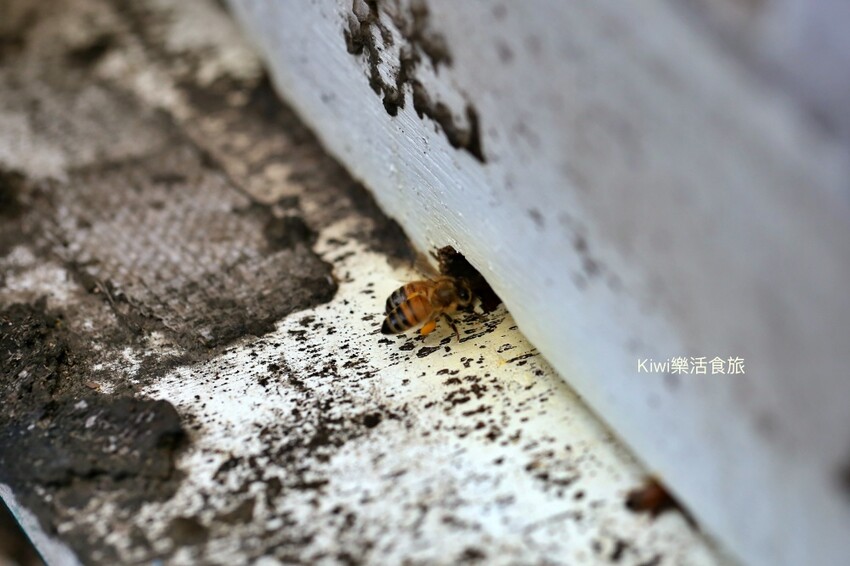 彰化二水景點日華養蜂場|百年歷史日華養蜂場純蜂蜜