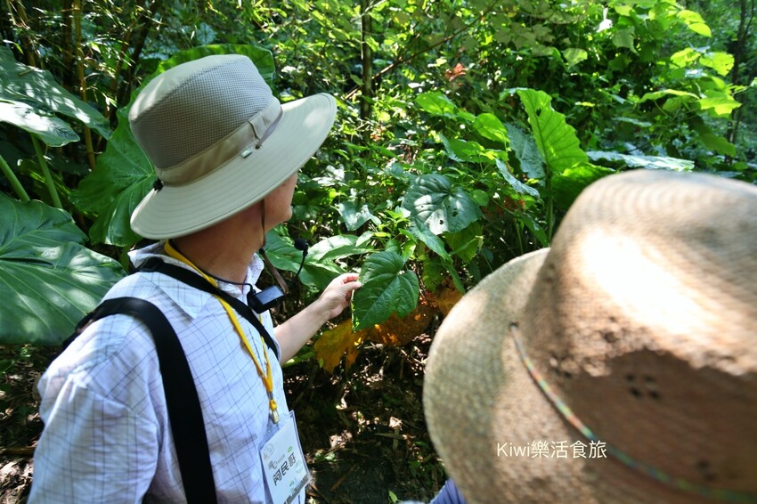 彰化二水豐柏廣場登廟步道｜觀光健行步道親近大自然近距離賞台灣獼猴