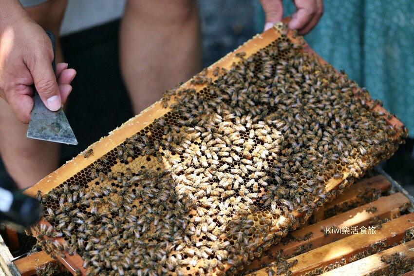 彰化二水景點日華養蜂場|百年歷史日華養蜂場純蜂蜜
