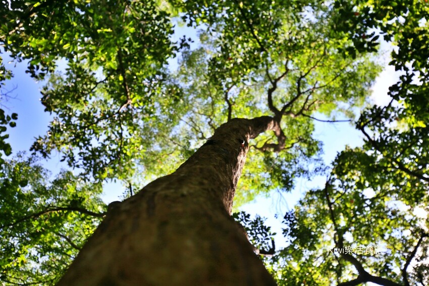 彰化二水豐柏廣場登廟步道｜觀光健行步道親近大自然近距離賞台灣獼猴