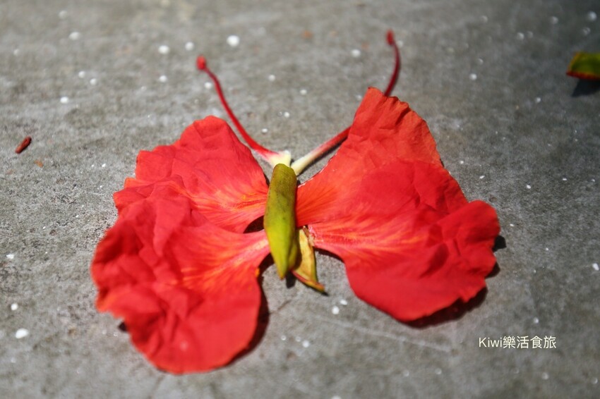 彰化二水豐柏廣場登廟步道｜觀光健行步道親近大自然近距離賞台灣獼猴