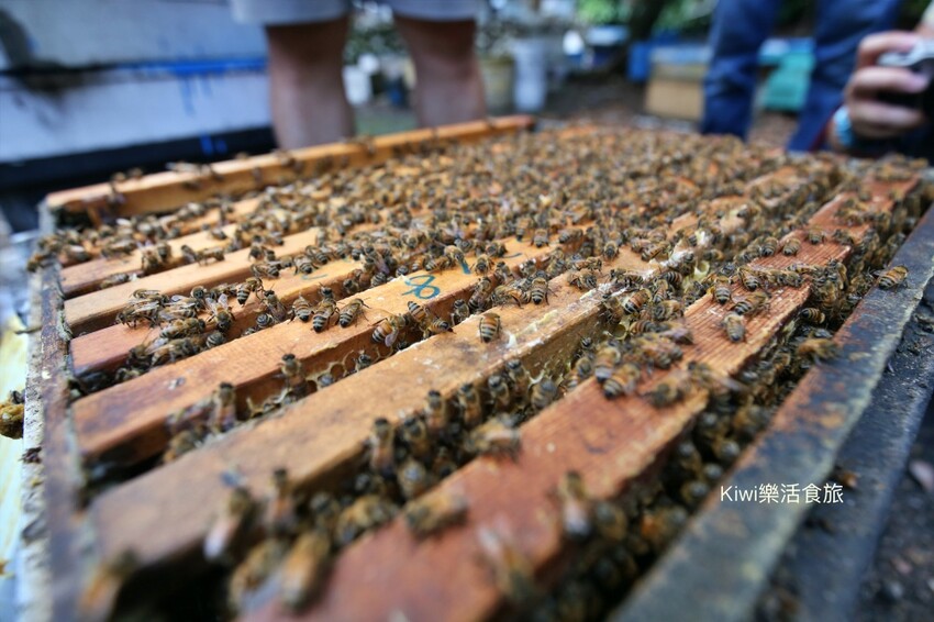 彰化二水景點日華養蜂場|百年歷史日華養蜂場純蜂蜜
