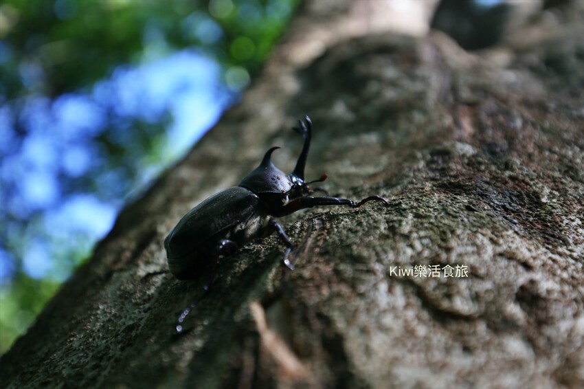 彰化二水豐柏廣場登廟步道｜觀光健行步道親近大自然近距離賞台灣獼猴