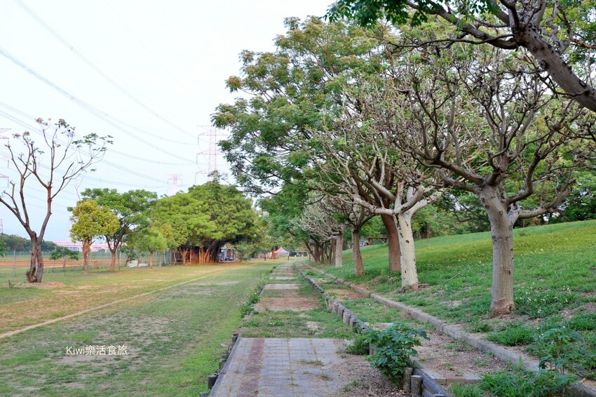 彰化景點大肚溪棒壘球場苦楝樹步道|紫色雪花般的美景.親子運動最佳去處