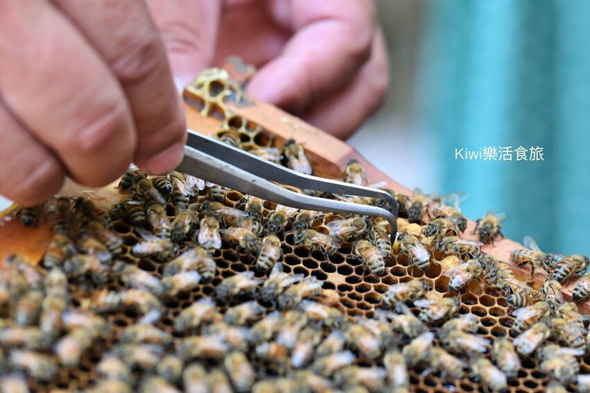彰化二水景點日華養蜂場|百年歷史日華養蜂場純蜂蜜