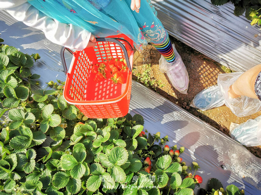 苗栗。大湖》棋琦牛奶草莓園。碩大又飽滿的草莓好好採