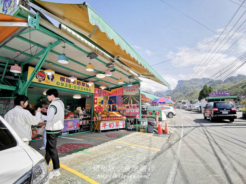 苗栗。大湖》棋琦牛奶草莓園。碩大又飽滿的草莓好好採