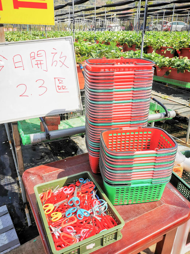 苗栗。大湖》棋琦牛奶草莓園。碩大又飽滿的草莓好好採