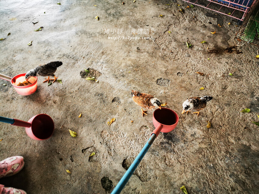 屏東。萬丹》中原世紀休閒農場。小小的農場