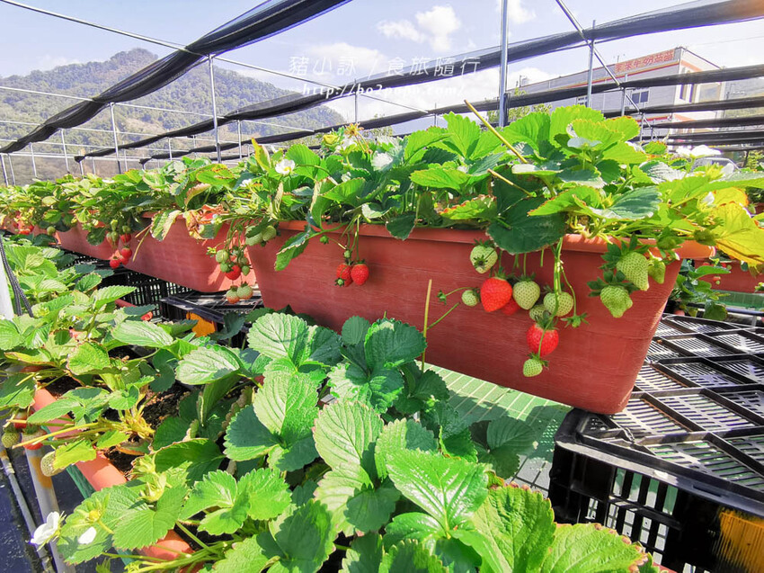 苗栗。大湖》棋琦牛奶草莓園。碩大又飽滿的草莓好好採