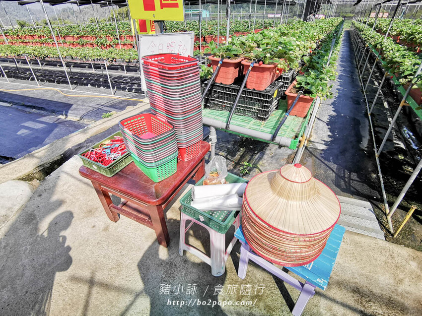 苗栗。大湖》棋琦牛奶草莓園。碩大又飽滿的草莓好好採