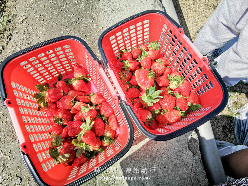 苗栗。大湖》棋琦牛奶草莓園。碩大又飽滿的草莓好好採