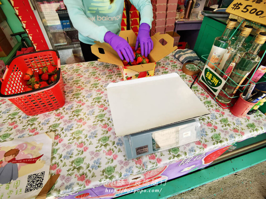 苗栗。大湖》棋琦牛奶草莓園。碩大又飽滿的草莓好好採