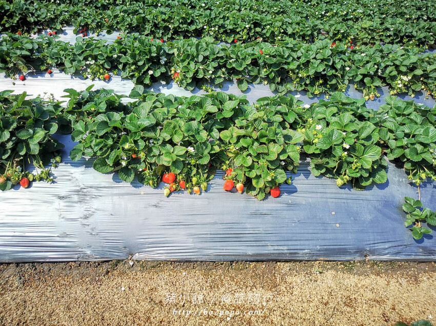 苗栗。大湖》棋琦牛奶草莓園。碩大又飽滿的草莓好好採