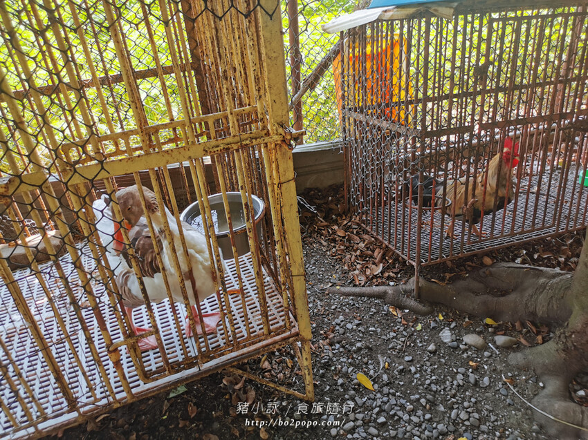 屏東。萬丹》中原世紀休閒農場。小小的農場