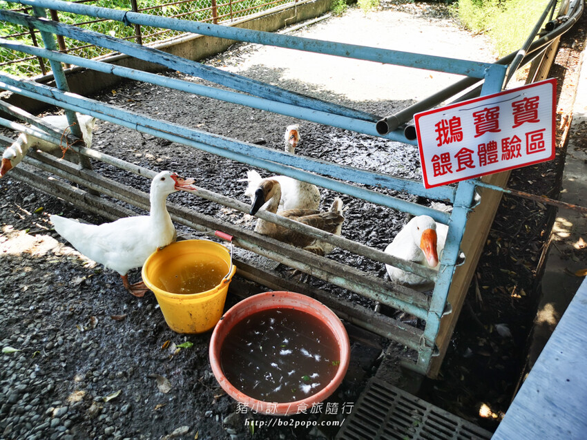 屏東。萬丹》中原世紀休閒農場。小小的農場