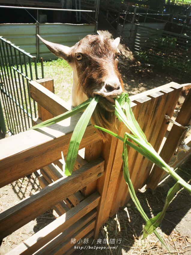 屏東。萬丹》中原世紀休閒農場。小小的農場