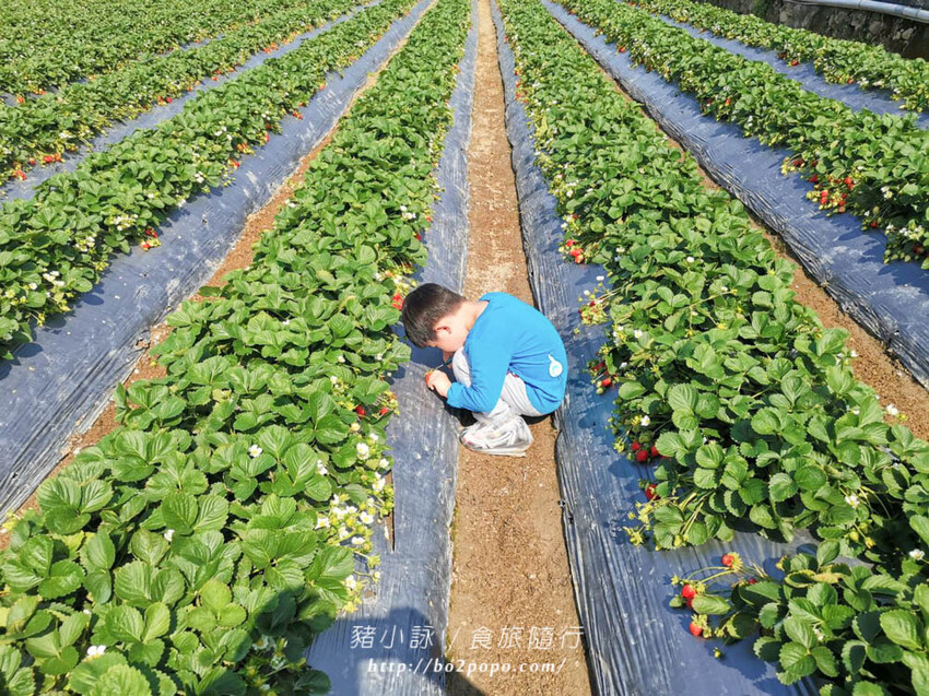 苗栗。大湖》棋琦牛奶草莓園。碩大又飽滿的草莓好好採