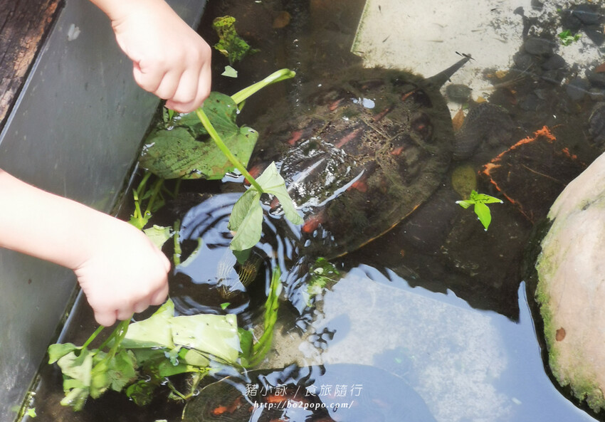 屏東。萬丹》中原世紀休閒農場。小小的農場