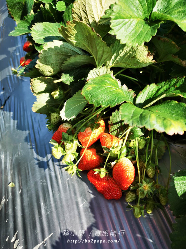 苗栗。大湖》棋琦牛奶草莓園。碩大又飽滿的草莓好好採