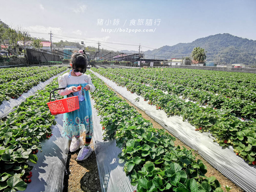 苗栗。大湖》棋琦牛奶草莓園。碩大又飽滿的草莓好好採