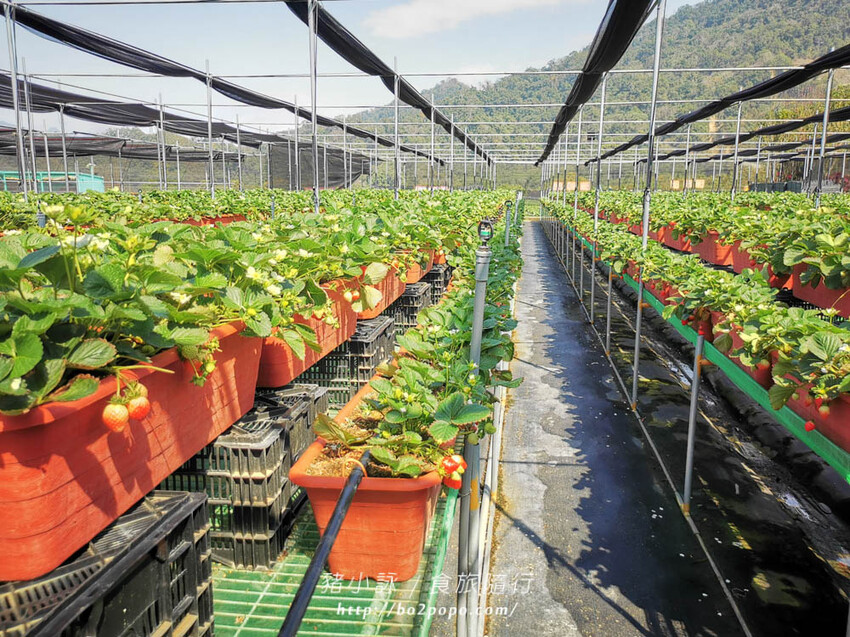 苗栗。大湖》棋琦牛奶草莓園。碩大又飽滿的草莓好好採