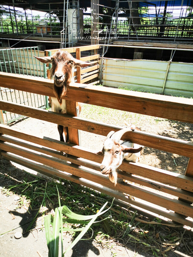 屏東。萬丹》中原世紀休閒農場。小小的農場