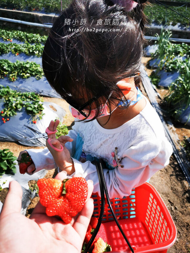苗栗。大湖》棋琦牛奶草莓園。碩大又飽滿的草莓好好採