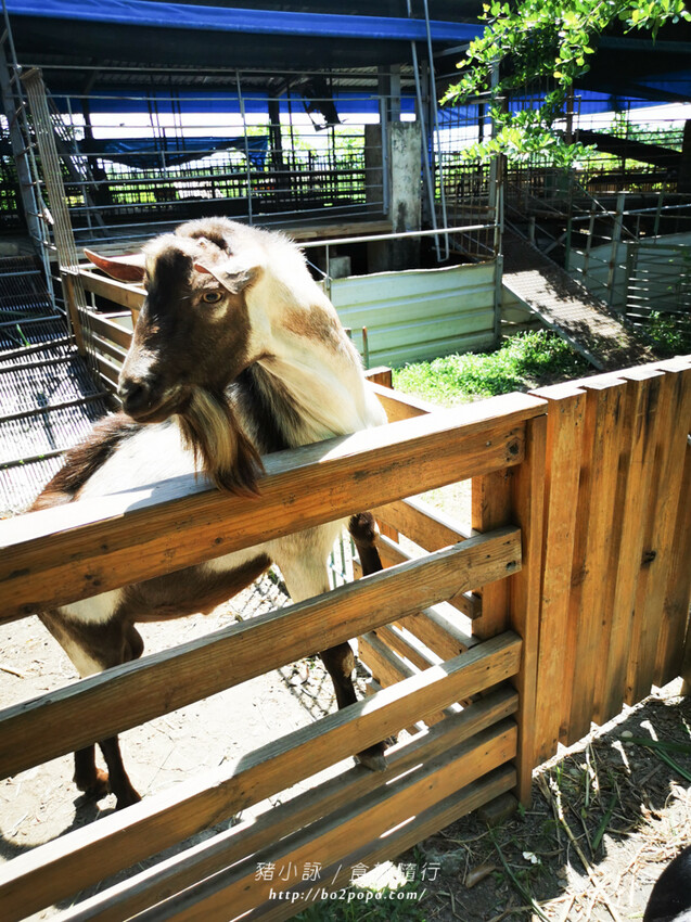 屏東。萬丹》中原世紀休閒農場。小小的農場