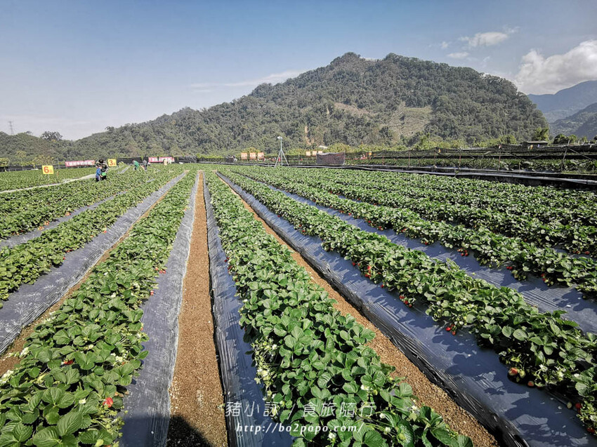 苗栗。大湖》棋琦牛奶草莓園。碩大又飽滿的草莓好好採