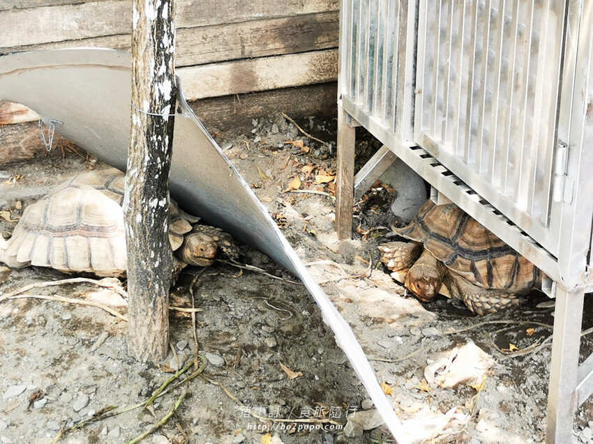 屏東。萬丹》中原世紀休閒農場。小小的農場