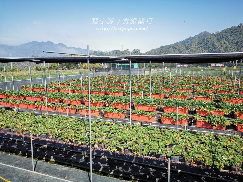 苗栗。大湖》棋琦牛奶草莓園。碩大又飽滿的草莓好好採