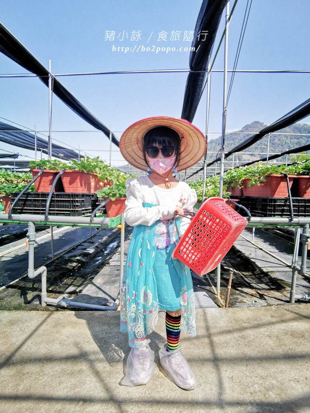 苗栗。大湖》棋琦牛奶草莓園。碩大又飽滿的草莓好好採
