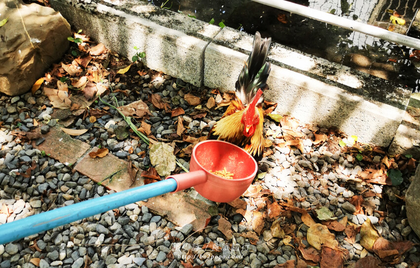 屏東。萬丹》中原世紀休閒農場。小小的農場