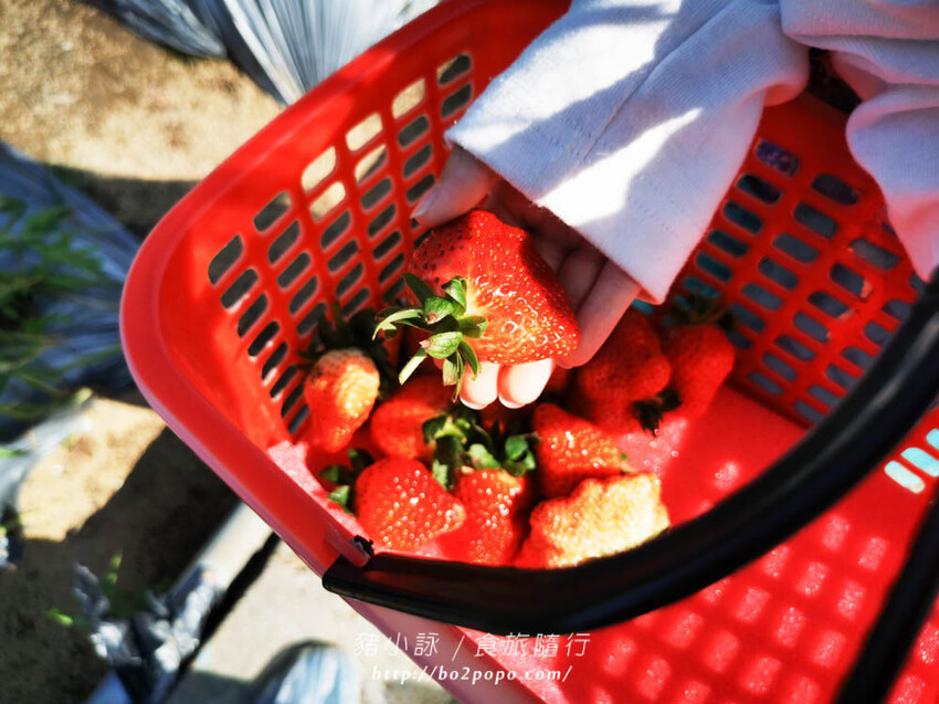 苗栗。大湖》棋琦牛奶草莓園。碩大又飽滿的草莓好好採