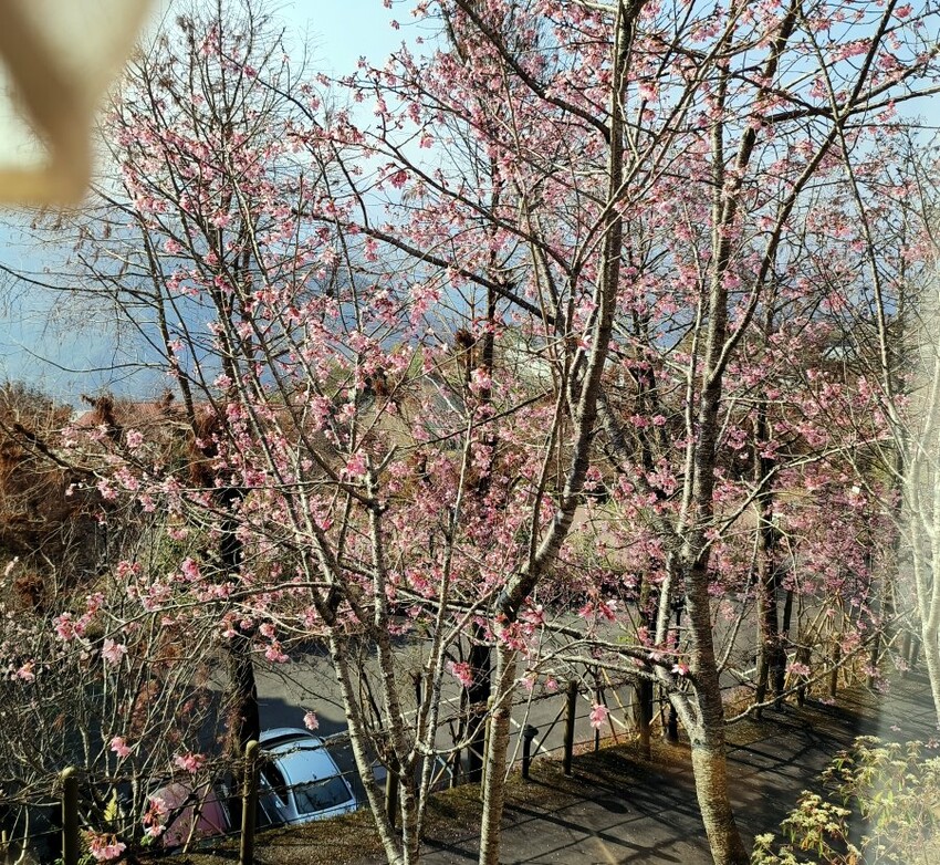 【清境住宿】佛羅倫斯渡假山莊．入住歐風城堡!一泊二食超享受!