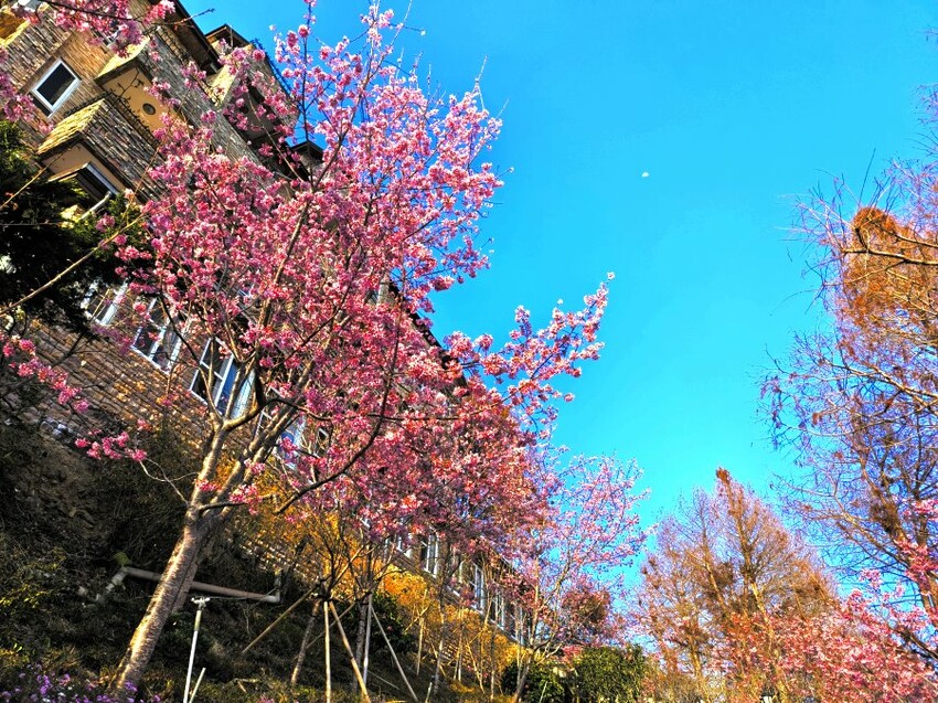 【清境住宿】佛羅倫斯渡假山莊．入住歐風城堡!一泊二食超享受!