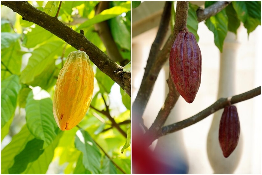 【南投埔里】Cona’s妮娜巧克力夢想城堡.免費變裝、巧克力牆超好拍!