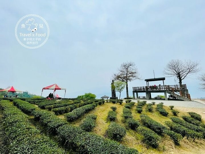 免門票，開車即可抵達的高山茶園，春天櫻花季必訪！雲霧飄渺的玉蘭茶園～ @魚兒 x 牽手明太子的「視」界旅行