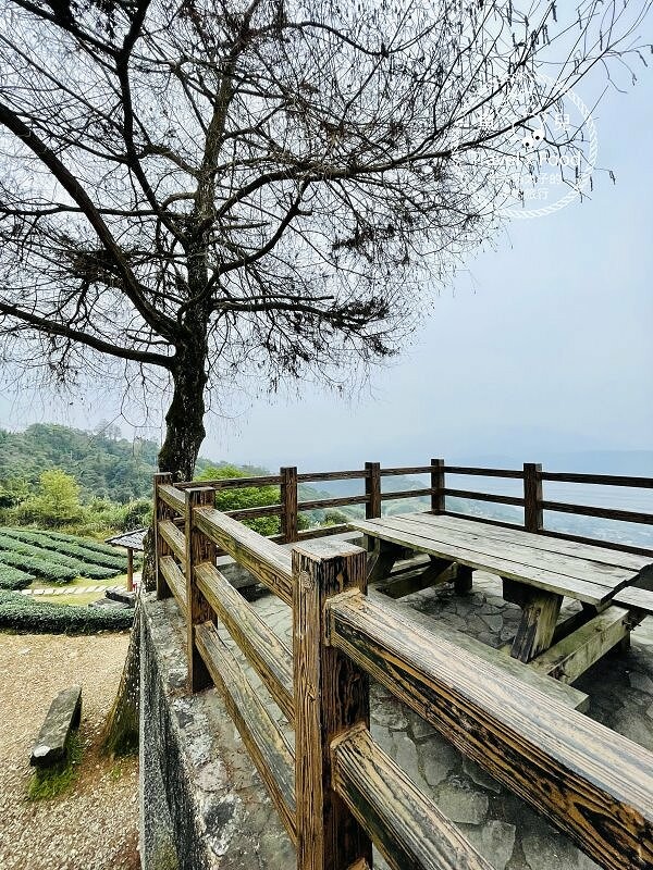免門票，開車即可抵達的高山茶園，春天櫻花季必訪！雲霧飄渺的玉蘭茶園～ @魚兒 x 牽手明太子的「視」界旅行