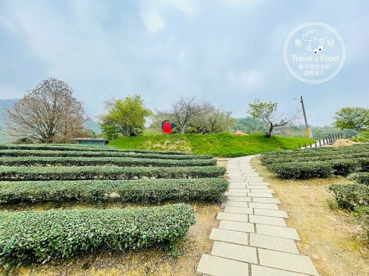 免門票，開車即可抵達的高山茶園，春天櫻花季必訪！雲霧飄渺的玉蘭茶園～ @魚兒 x 牽手明太子的「視」界旅行