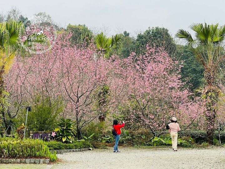 免門票，開車即可抵達的高山茶園，春天櫻花季必訪！雲霧飄渺的玉蘭茶園～ @魚兒 x 牽手明太子的「視」界旅行